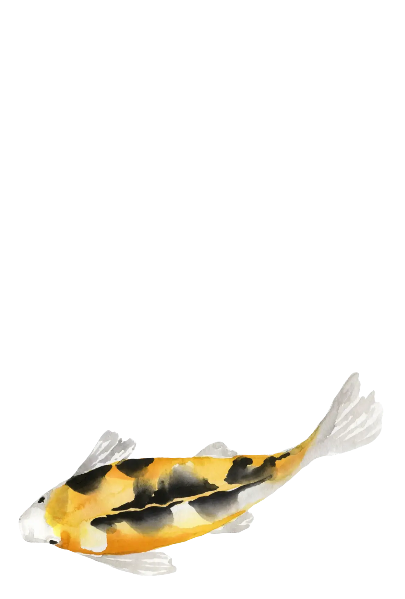 koi